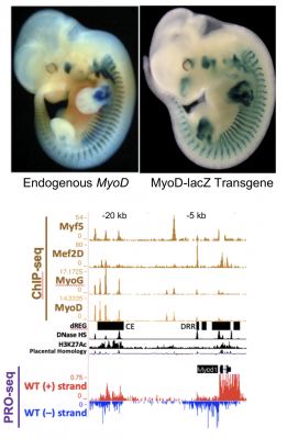 myod